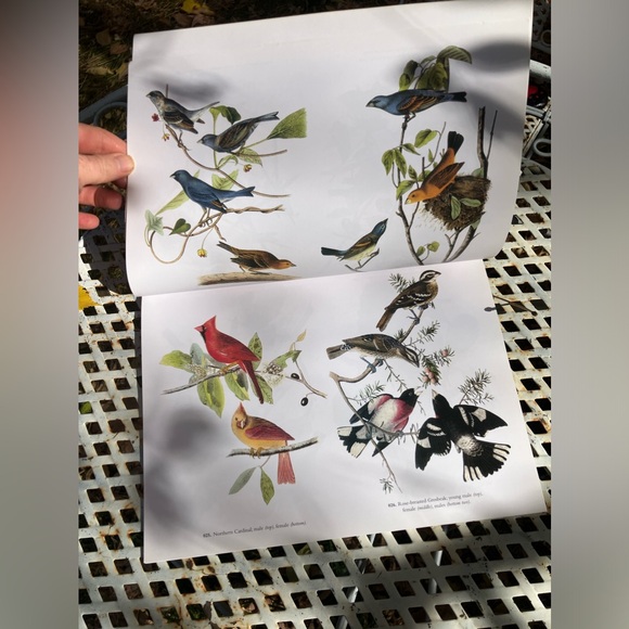Royalty Free! 120 Audubon bird prints book & CD in great condition! - Picture 7 of 8